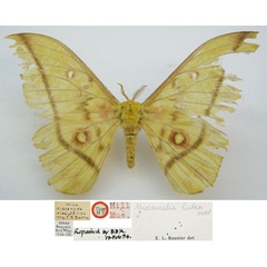 /filer/webapps/moths/media/images/L/lutea_Nudaurelia_HT_NHMUKa.jpg