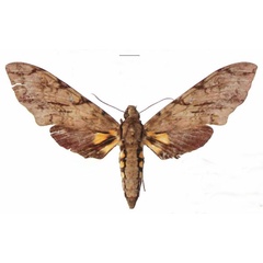 /filer/webapps/moths/media/images/M/morganii_Xanthopan_AF_EMEM.jpg