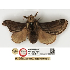 /filer/webapps/moths/media/images/T/truncatum_Megasoma_HT_NHMUK.jpg