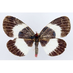 /filer/webapps/moths/media/images/H/hesparia_Massaga_AM_ISEA.jpg