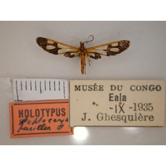 /filer/webapps/moths/media/images/P/pusilla_Leptoceryx_HT_RMCA.jpg