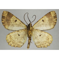 /filer/webapps/moths/media/images/K/kartala_Xylopteryx_HT_ZSMb.jpg