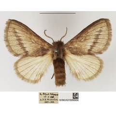 /filer/webapps/moths/media/images/S/strigifascia_Sena_AF_NHMUK_01.jpg