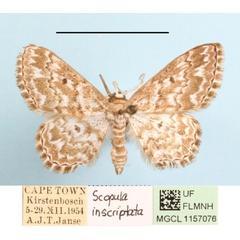 /filer/webapps/moths/media/images/I/inscriptata_Scopula_A_MGCLa_01.JPG