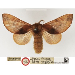 /filer/webapps/moths/media/images/A/andersoni_Pseudometa_AT_NHMUK.jpg