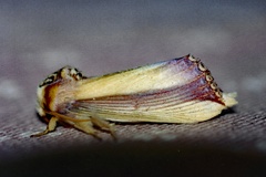 Rigema ornata