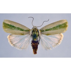 /filer/webapps/moths/media/images/V/vittella_Earias_AF_NHMO.jpg