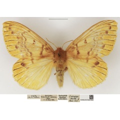 /filer/webapps/moths/media/images/D/dewitzi_Lechriolepis_AF_NHMUK.jpg