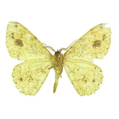 /filer/webapps/moths/media/images/A/aristophanousi_Afroracotis_HT_ANHRTb.jpg