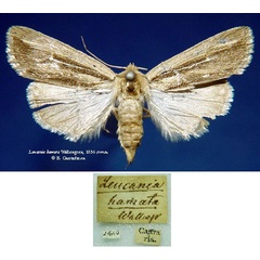 /filer/webapps/moths/media/images/H/hamata_Leucania_HT_SNHM_01.jpg