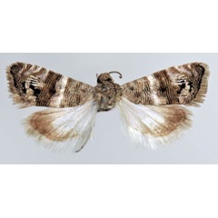 /filer/webapps/moths/media/images/A/albolineana_Coccothera_AF_ZMUC_02.jpg