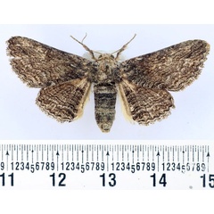 /filer/webapps/moths/media/images/C/canescens_Cortyta_AF_BMNH.jpg