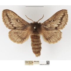 /filer/webapps/moths/media/images/L/levenna_Sena_AF_NHMUK.jpg