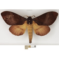 /filer/webapps/moths/media/images/J/jamesoni_Catalebeda_AF_NHMUK.jpg