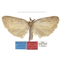 /filer/webapps/moths/media/images/C/corniculata_Eugoa_PTM_MfN.jpg