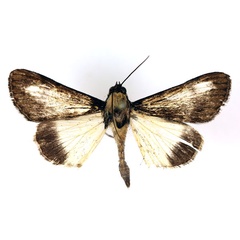 /filer/webapps/moths/media/images/Z/zimmeri_Audea_A_RMCA.jpg