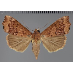 /filer/webapps/moths/media/images/S/sabulifera_Anomis_AF_Fiebig_01.jpg