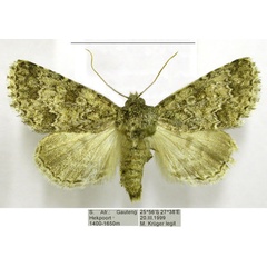 /filer/webapps/moths/media/images/V/verbenata_Acronicta_AF_TMSA.jpg