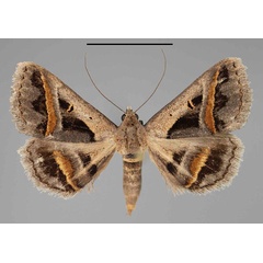 /filer/webapps/moths/media/images/T/trimeni_Acantholipes_AF_Fiebig.jpg