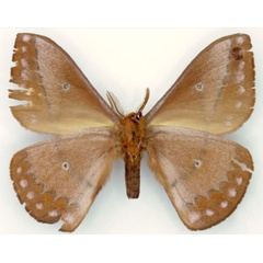 /filer/webapps/moths/media/images/T/tapiae_Maltagorea_HT_Basquin_02.jpg