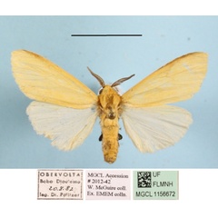 /filer/webapps/moths/media/images/K/karschi_Spilosoma_A_MGCLa_03.JPG