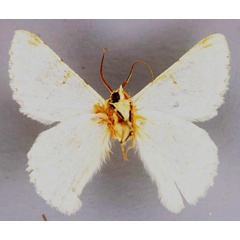 /filer/webapps/moths/media/images/M/murphyi_Pingasa_HT_ZSM_02.jpg