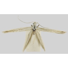 /filer/webapps/moths/media/images/A/angolana_Coleophora_HT_BMNH.jpg