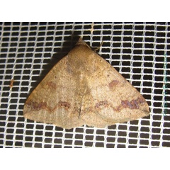 /filer/webapps/moths/media/images/L/lituraria_Ericeia_A_Bippus.jpg