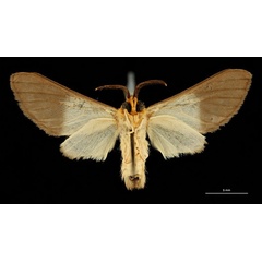 /filer/webapps/moths/media/images/A/alberici_Apisa_HT_RBINSb.jpg