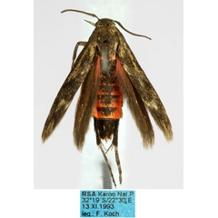 /filer/webapps/moths/media/images/K/kochi_Eretmocera_PT_ZMHB_ft41TJY.jpg