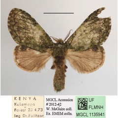 /filer/webapps/moths/media/images/A/albipuncta_Epimetula_A_MGCLa_03.JPG