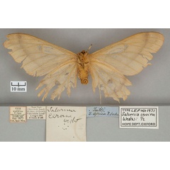 /filer/webapps/moths/media/images/C/cervina_Saturnia_ST_OUMNH_02.jpg