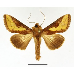 /filer/webapps/moths/media/images/O/orichalcea_Thysanoplusia_AM_Basquin.jpg