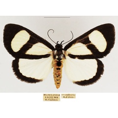 /filer/webapps/moths/media/images/X/xanthosoma_Stemonoceras_AF_TMSA_02.jpg