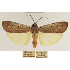 /filer/webapps/moths/media/images/O/ostentata_Sommeria_AM_TMSA_02.jpg