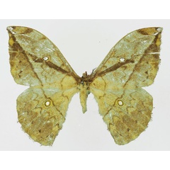 /filer/webapps/moths/media/images/C/centralis_Pselaphelia_AF_Basquina.jpg