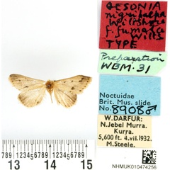 /filer/webapps/moths/media/images/F/fumata_Gesonia_HT_BMNH.jpg