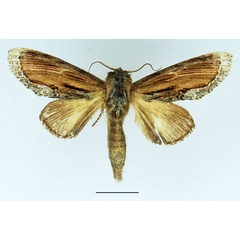 /filer/webapps/moths/media/images/X/xylostola_Ulinella_AM_Basquin_01.jpg