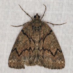 /filer/webapps/moths/media/images/A/arcuata_Xylopteryx_A_Heyns_03.JPG