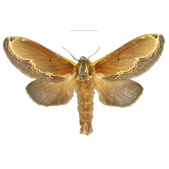 /filer/webapps/moths/media/images/S/splendens_Hecata_AF_SNHM.jpg