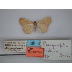 /filer/webapps/moths/media/images/D/dulcis_Pangrapta_HT_RMCA_02.jpg