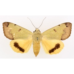 /filer/webapps/moths/media/images/T/tirhaca_Ophiusa_AF_TMSA_01.jpg