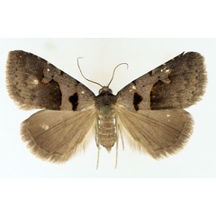 /filer/webapps/moths/media/images/M/microloba_Anoba_AF_TMSA_01.jpg