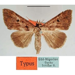 /filer/webapps/moths/media/images/P/piriformis_Anoba_HT_ZMHB.jpg