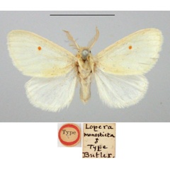 /filer/webapps/moths/media/images/M/monosticta_Lopera_HT_BMNH.jpg