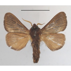 /filer/webapps/moths/media/images/L/lineata_Semyrilla_A_MGCLb_01.JPG