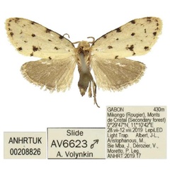 /filer/webapps/moths/media/images/S/synthetia_Siccia_PTM_ANHRT_02.jpg