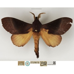 /filer/webapps/moths/media/images/J/jamesoni_Metanastria_STM_NHMUK.jpg