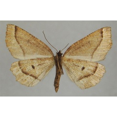 /filer/webapps/moths/media/images/G/gracilipes_Nopia_PTF_ZSMb.jpg