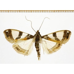 /filer/webapps/moths/media/images/S/sycina_Glyphodes_A_DePrins.jpg